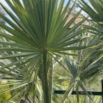 Palma vláknitá (Washingtonia filifera) – výška kmeňov 50-60 cm/80-90 cm, celková výška 200 cm, kont. C110L (-4°C) - DVOJIČKY